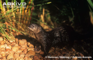 Illustration for article titled Monday Mustelid - Hydrictis maculicollis Edition
